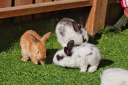 -萌宠亲子动物乐园(槐房万达店)