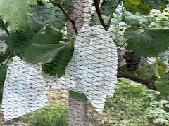 -马陆小张葡萄园农家乐