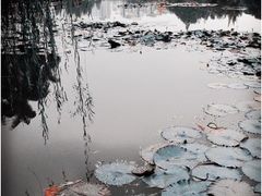 景点-四海公园(南山区)