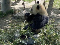 -上海野生动物园