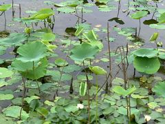 -洪湖生态旅游区