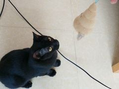 -爱诺耐芙动物医院(万博店)