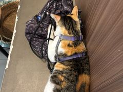 -Again Coffee Roaster(香蜜湖店)