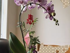 -龙大花卉苗木市场