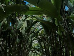 -中国科学院西双版纳热带植物园