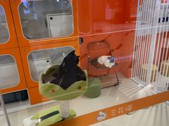 -三花喵·撸猫购宠·宠物生活馆(虹桥南丰城店)