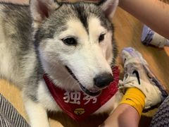 -Husky Go! 哈士奇体验馆·宠物咖啡厅狗咖