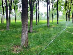 -大兴滨河森林公园