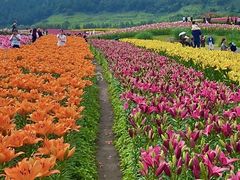 -径山花海
