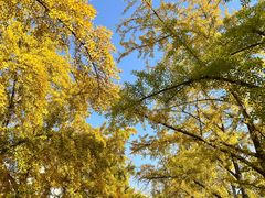 -三里屯东五街银杏大道