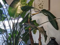 -植物学家的女儿(北马道巷店)