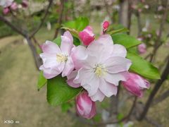 -海棠花溪(元大都城垣遗址公园)