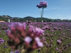 -西海岸生态观光园