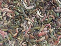 -浪琴湾尾角仔海鲜坊