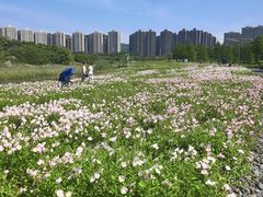 -洋湖国家湿地公园