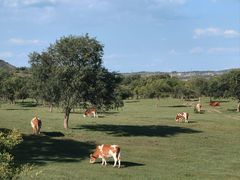 -塞罕坝国家级自然保护区