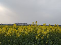 -三圣花乡旅游区