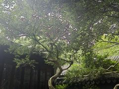 -秋霞圃