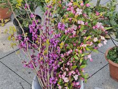 -南山植物园
