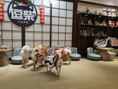 -逗柴咖啡屋·狗咖猫咖宠物桌游