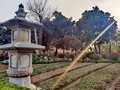 -枫桥景区