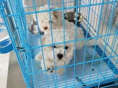 -翊宠yipet猫狗购宠庄园犬舍•猫舍