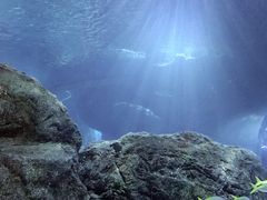 -暹罗海洋世界