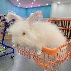 -Moni星球萌宠·小马宝莉·灵蛇·高端高阶全萌宠互动体验俱乐部(红豆国际广场店)