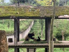 -中国大熊猫保护研究中心雅安碧峰峡基地