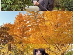 -三里屯东五街银杏大道
