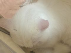 -瑞派康怡24h宠物医院·犬猫医疗中心·微创绝育(瑞景分院)
