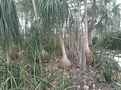 -南山植物园