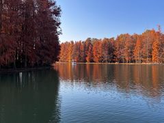 -上海海湾国家森林公园