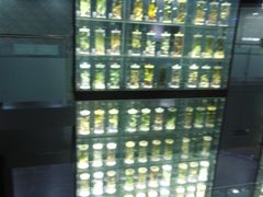 -广东中医药博物馆