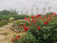 -紫颐香薰山谷景区