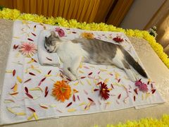 -瑞鹏宠物医院·骨科·猫科·内科(第一中心)