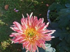 -东南花都花博园