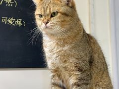 -Heymao猫咖.咖啡厅(东门店)