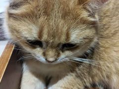 -藏猫猫咖啡主题馆(中央大道店)