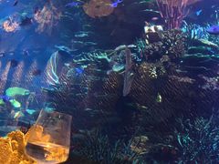 -迪拜帆船酒店海底餐厅