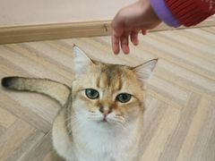 -酷豆宠物咖啡·宠物美食·撸猫馆