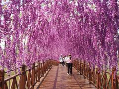 -草原天路(张北县)