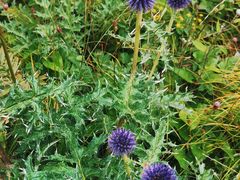 -白草畔自然风景区