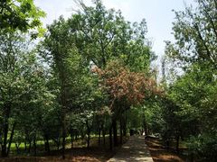 -滕州微山湖红荷湿地景区