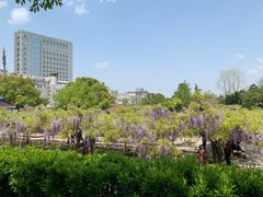 -嘉定紫藤园