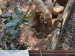-深圳野生动物园