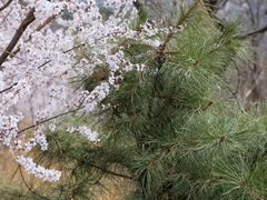 -北京西山国家森林公园