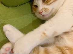 铁板烧牛肉-四海一家自助餐(益田假日广场店)