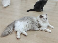 -1013 PET SHOP 宠物商店(近铁城市广场店)