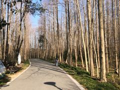 -昆山城市生态森林公园